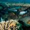 Environnement : la baie d’Ambodivahibe classée aire marine protégée