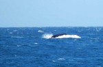 Une baleine au Cap d’Ambre