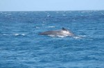 Une baleine au Cap d’Ambre