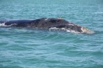 Des baleines franches australes dans la Baie de Diego Suarez