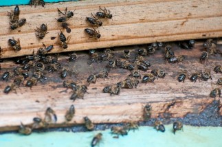 Entrée de la ruche