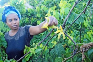 Cueillette de la fleur d'ylang-ylang