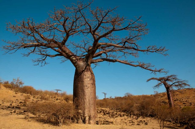 Le baobab Adansonia Suarezensis, emblème de la région