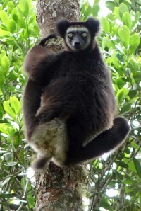 Dans le nord de Madagascar se trouvent trois espèces de primates les plus menacées, proches de l’extinction