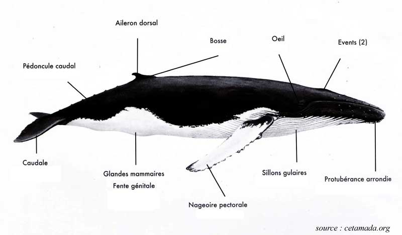 La baleine à bosse ( Megaptera novaengliae) 