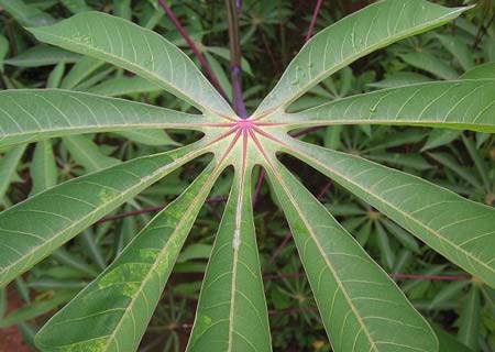 Le Manioc : une plante aux mille vertus qui restent mal connues à Madagascar 