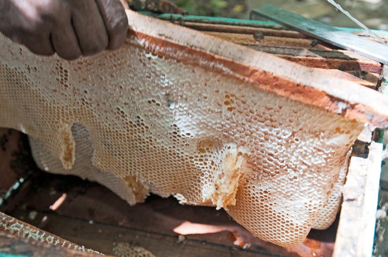 Le miel et les abeilles de Madagascar