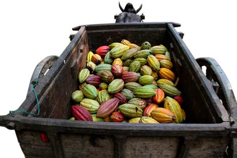 Le Cacao de la vallée du Sambirano