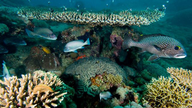 La baie d’Ambodivahibe est d’une importance régionale, nationale et internationale du fait qu’elle est un refuge climatique pour les espèces marines, ce qui fait sa richesse et son exceptionnelle biodiversité marine