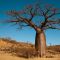 Plantation de baobabs pour la conservation de l’espèce Adansonia Suarezensis
