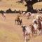 FAO - élevage ovin et caprin : un potentiel à exploiter
