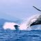 Nosy Be : 2ème édition de la Fête des Baleines