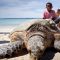 Les tortues marines, richesse vulnérable