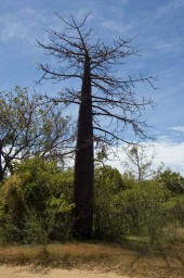 Madagascar, l’Île aux Baobabs