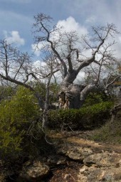 Madagascar, l’Île aux Baobabs