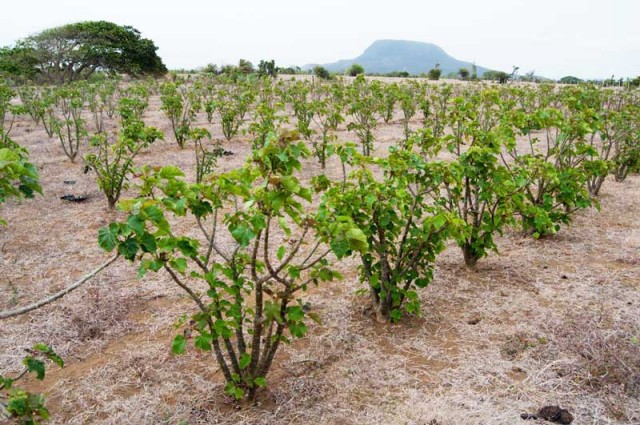 Jatropha : plantation expérimentale de la Société J-OIL près de Diego Suarez