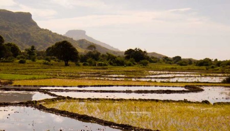Rizières à Madagascar au sud de Diego Suarez