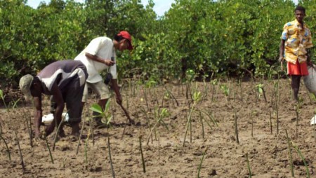 Opération de plantation de boutures de palétuviers à Antsahampano 