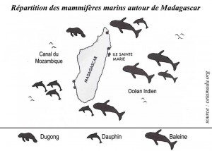 Répartition des mammifères marins autour de Madagascar