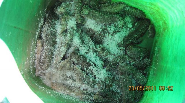 Pêche illicite de concombres de mer à Madagascar : Saisie de matériel de plongée à Ampapamena 