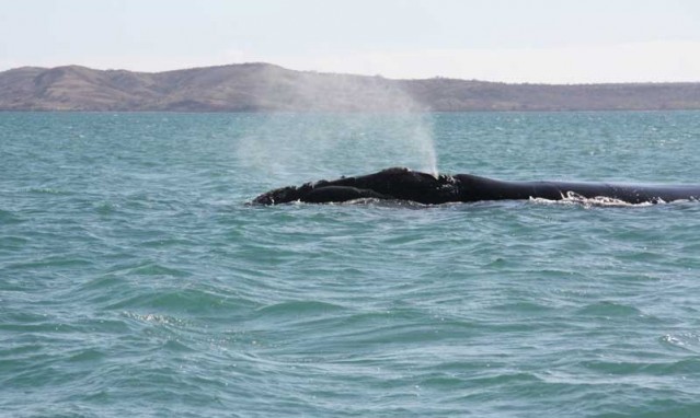 Le souffle d’une baleine franche est en forme de V et peut atteindre 7m de haut