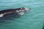 Des baleines franches australes dans la Baie de Diego Suarez