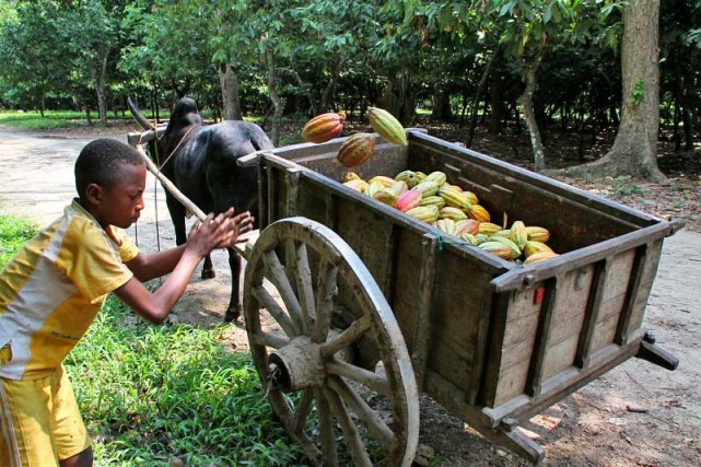 Chargement de cabosses de cacao dans une plantation 