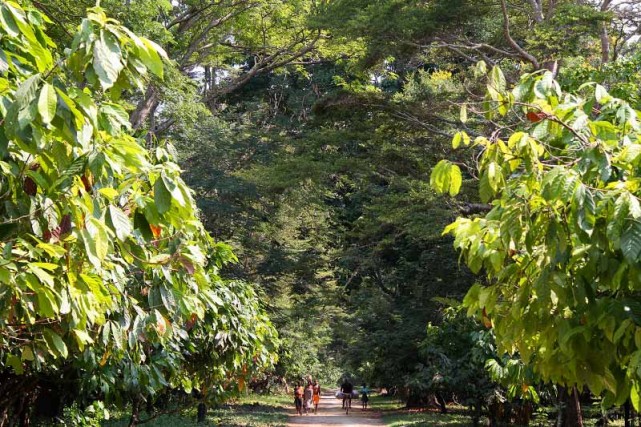 Une plantation de cacao à Ambanja, au nord de Madagascar