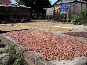 Séchage des fêves de cacao