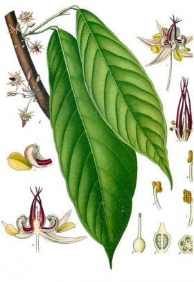 Le Cacaoyer