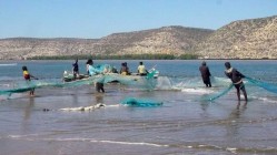 La senne de plage est une pratique courante des pêcheurs de Saint Augustin. Le filet est fabriqué avec des moustiquaires.
