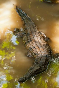 Un des crocodiles du Nil du Jardin Tropical