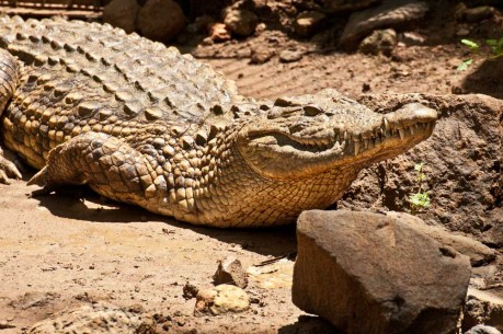 Un des crocodiles du Nil du Jardin Tropical