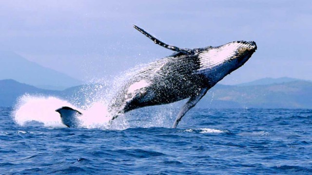 Les Baleines Rand’eau et l’hôtel « Chez Senga », les organisateurs de la Fête de la Baleine à Nosy Be, préparent la seconde édition qui aura lieu les 20 et 21 septembre