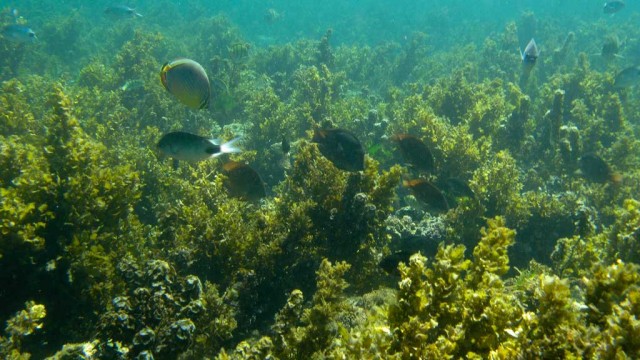 Récif corallien - Photo : IHSM