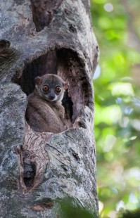 La lutte pour la préservation des lémuriens à Madagascar s’avère difficile car la destruction de leurs habitats ainsi que la chasse de ces joyaux de Madagascar se poursuivent