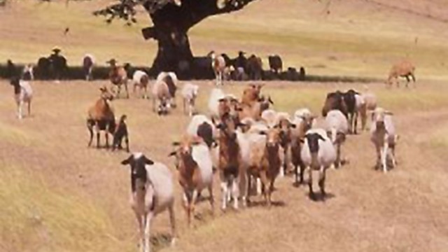 L’élevage ovin et caprin se pratique dans toutes les communes de la région DIANA, mais les communes d’intervention sont choisies suivant la persistance de la potentialité de la commune dans l’élevage de petits ruminants, l’existence d’éleveurs potentiels, un accès acceptable durant toute l’année