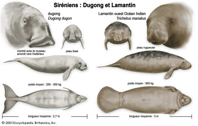 Siréniens : dugongs et lamantins (source : Encyclopaedia Britannica)