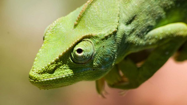 Plus de la moitié des espèces de caméléons jusqu’ici découvertes l'ont été à Madagascar